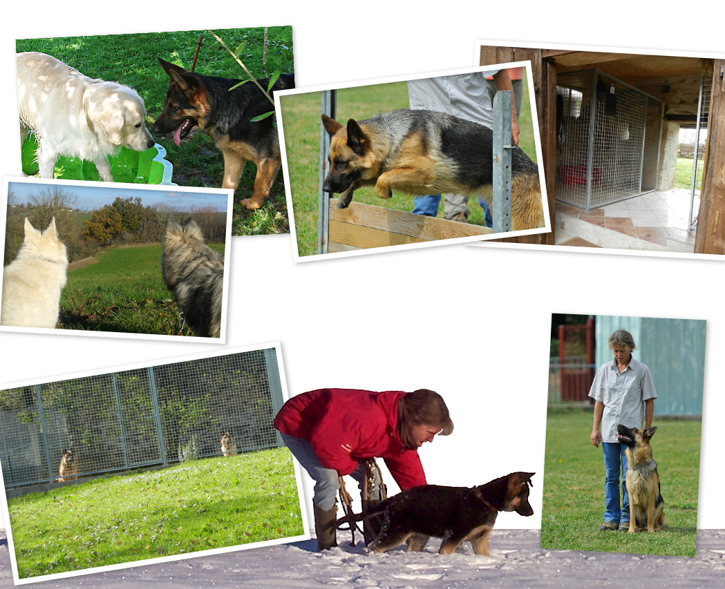 Centre canin, pension familiale, éducation canine dans le Tarn, à 25km d'albi