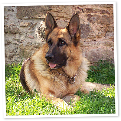 Education des chiens, pension familiale, stages canin, Albi, Tarn
