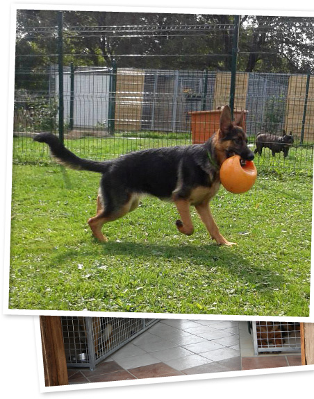 Education des chiens, pension familiale, stages canin, Albi, Tarn